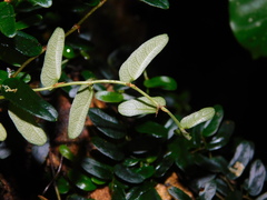 Ficus punctata