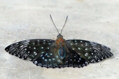 Dichorragia nesimachus