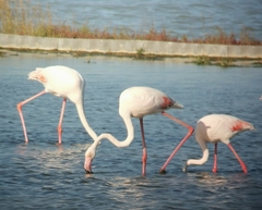 Phoenicopterus roseus