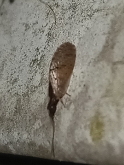 Sympherobius barberi