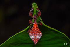 Pulchriphyllium bioculatum