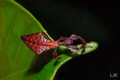 Pulchriphyllium bioculatum