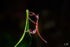 Pulchriphyllium bioculatum