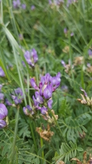 Astragalus danicus