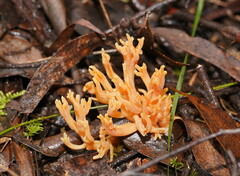 Ramaria anziana