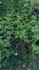 Rubus sachalinensis