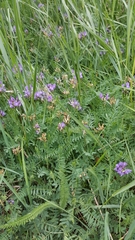 Astragalus danicus