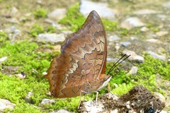 Charaxes bernardus hierax