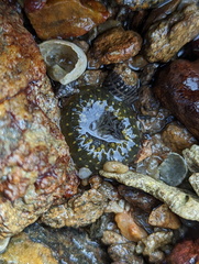Anthopleura dixoniana