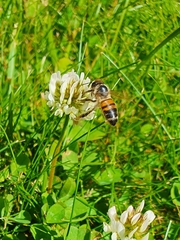 Apis mellifera
