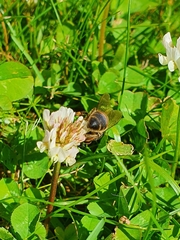 Apis mellifera