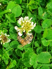 Apis mellifera