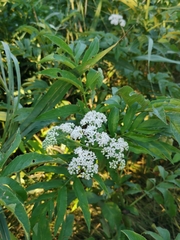 Sambucus ebulus