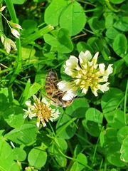 Apis mellifera