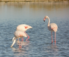 Phoenicopterus roseus