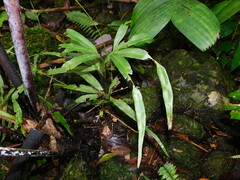 Lygodium circinnatum