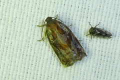 Archips oporana