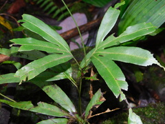 Lygodium circinnatum