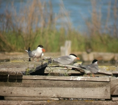 Sterna hirundo