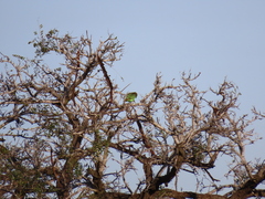 Poicephalus cryptoxanthus cryptoxanthus