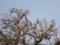 Poicephalus cryptoxanthus cryptoxanthus