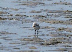 Charadrius pallidus