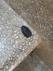 Polyphaga aegyptiaca