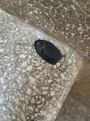 Polyphaga aegyptiaca