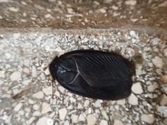 Polyphaga aegyptiaca