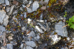 Silene uralensis uralensis