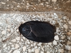 Polyphaga aegyptiaca