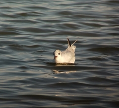 Hydrocoloeus minutus