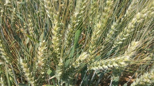 pšenica letná (Triticum aestivum)