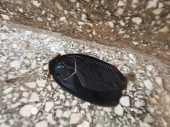 Polyphaga aegyptiaca