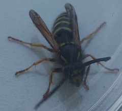 Dolichovespula adulterina