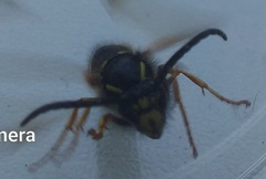 Dolichovespula adulterina
