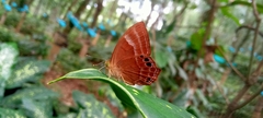 Abisara bifasciata