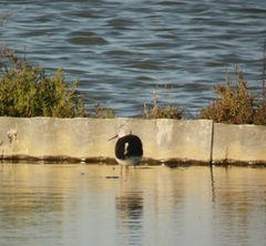 Himantopus himantopus