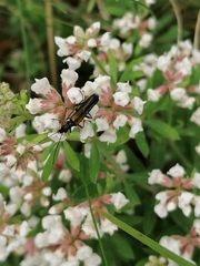 Oedemera femorata