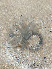 Paracondylactis sinensis