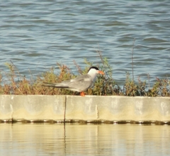 Sterna hirundo
