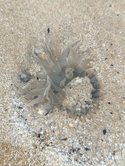 Paracondylactis sinensis