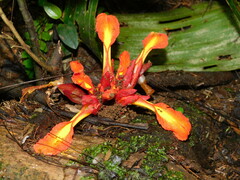 Etlingera coccinea