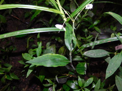 Rhopalephora