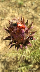 Mylabris quadripunctata