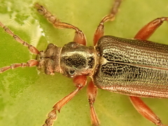 Plateumaris bracata