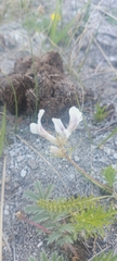Oxytropis muricata
