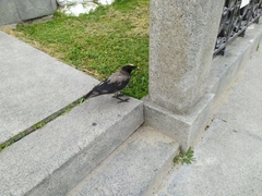 Corvus cornix