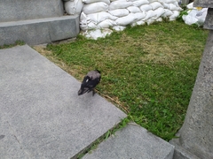 Corvus cornix