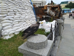 Corvus cornix